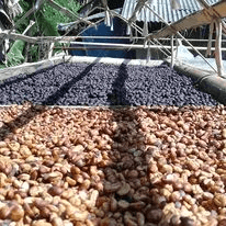 Legok Arabica Natural Process